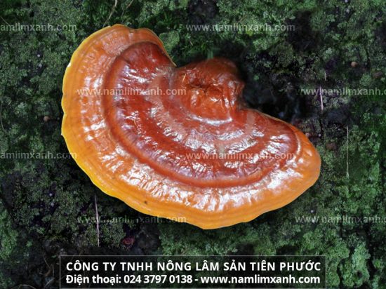 Công dụng của nấm lim xanh loại 1 và tác dụng cây nấm lim chữa ung thư