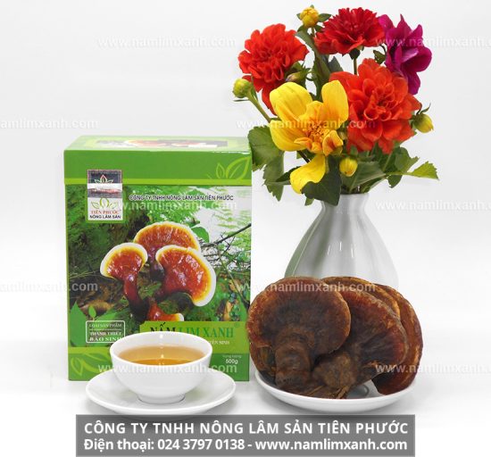 Công dụng nấm lim xanh hỗ trợ điều trị và phòng ngừa bệnh lí