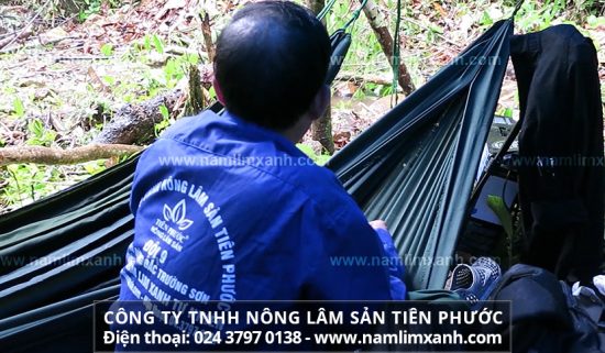 Địa chỉ bán nấm lim xanh Tiên Phước chính hãng