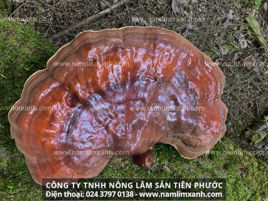 Giá nấm lim xanh của Công ty Tiên Phước bao nhiêu tiền 1kg