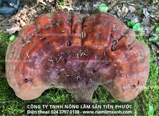 Giá nấm lim xanh của Công ty Tiên Phước bao tiền 1kg nấm lim rừng