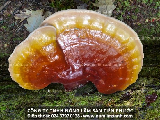 Hình ảnh cây nấm lim xanh rừng trong tự nhiên