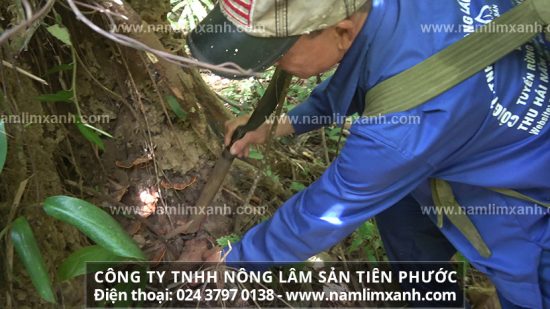 Kinh nghiệm phân biệt nấm lim xanh thật giả