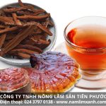 Liều lượng dùng nấm lim xanh chữa bệnh với cách sắc nước nấm lim