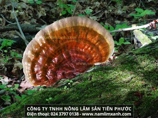 Nấm lim xanh Lào có giá tương đương nấm lim xanh tự nhiên Việt Nam