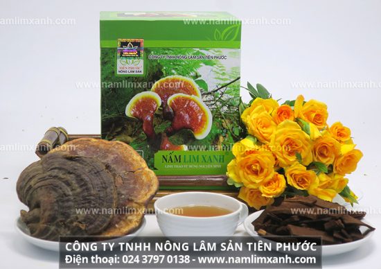 Nấm lim xanh cách sử dụng đúng cách và an toàn nhất