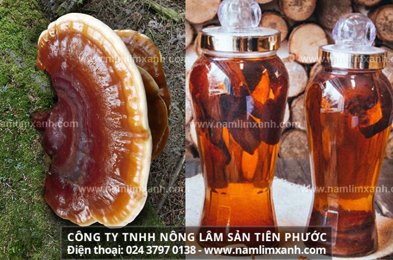 Nấm lim xanh cách sử dụng ngâm rượu có tốt cho người yếu sinh lý