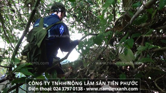 Nấm lim xanh chính hãng tại hà nội