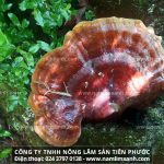 Nấm lim xanh chữa ung thư cách dùng nấm lim rừng chữa ung thư