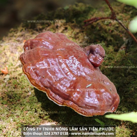 Nấm lim xanh chữa ung thư phổi với cách sắc nấm lim rừng hiệu quả