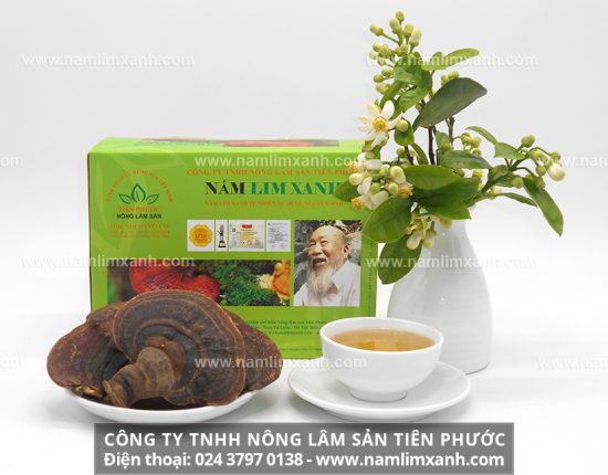 Nấm lim xanh có tác dụng hỗ trợ điều trị ung thư gan