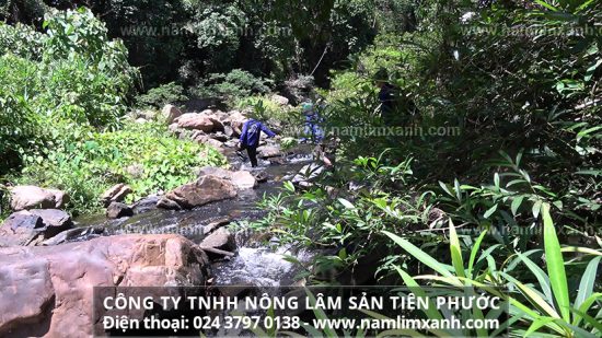 Nấm lim xanh có tác dụng phục hồi, tăng cường chức năng