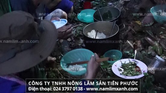 Nấm lim xanh rừng có chứa những dược chất nào