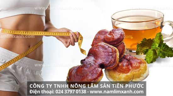 Nấm lim xanh tác dụng gì giúp làm đẹp cách uống nấm lim giảm cân