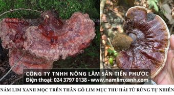 Nguồn gốc nấm lim xanh có mấy loại cách phân biệt thật giả ra sao?