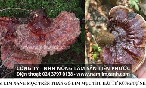 Nguồn gốc nấm lim xanh có mấy loại cách phân biệt thật giả ra sao?