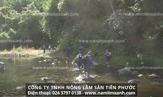 Sử dụng nấm lim xanh ngâm rượu có hiệu quả trong nhiều trường hợp