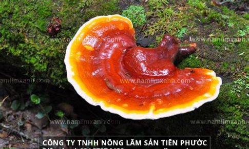 Tác dụng chữa bệnh của nấm lim xanh rừng cách dùng nấm lim xanh