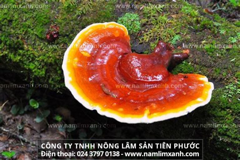 Tác dụng chữa bệnh của nấm lim xanh rừng cách dùng nấm lim xanh