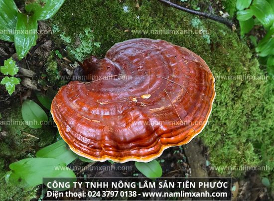 Tác dụng của nấm lim xanh Tiên Phước nấm lim xanh chữa bệnh gì