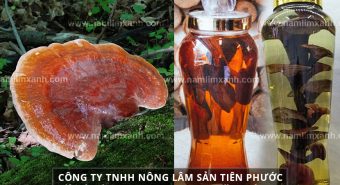 Tác dụng của nấm lim xanh ngâm rượu cách dùng rượu nấm lim xanh