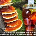 Tác dụng nấm lim xanh ngâm rượu từ cách ngâm uống rượu nấm lim