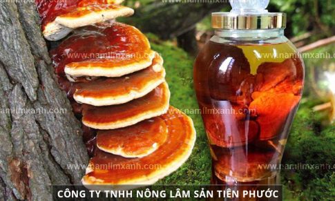 Tác dụng nấm lim xanh ngâm rượu từ cách ngâm uống rượu nấm lim