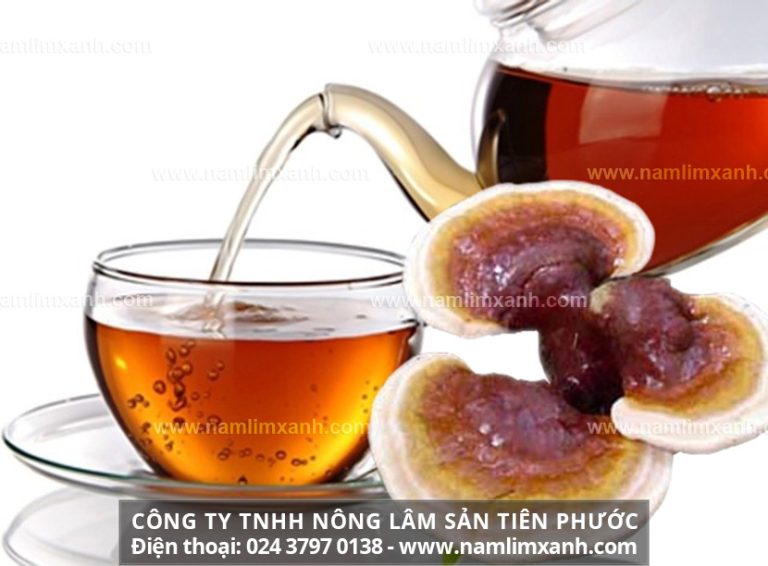 Trà nấm lim xanh chữa bệnh thế nào với cách dùng trà nấm lim xanh