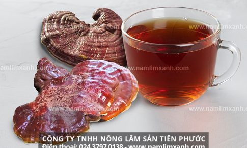 Uống nấm lim có tác dụng gì nấm lim xanh có chữa được ung thư?