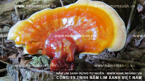 Hình ảnh về nấm lim xanh tự nhiên Quảng Nam