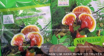 Mua nấm lim xanh ở đâu tại Hà Nội và địa chỉ mua bán nấm lim rừng