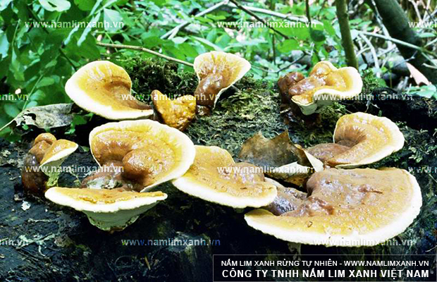 Nấm lim xanh wiki mọc tại những cánh rừng nguyên sinh của Việt Nam