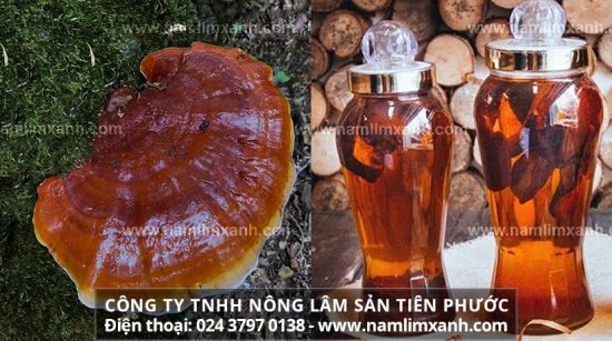 Cách ngâm rượu nấm lim xanh và tác dụng của nấm lim ngâm rượu