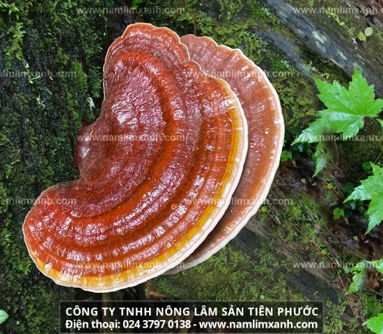 Giá nấm lim rừng chính hãng trên thị trường bao nhiêu tiền 1kg