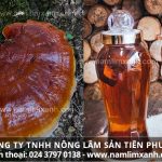 Nấm lim ngâm rượu có tác dụng gì và cách ngâm rượu nấm lim đúng