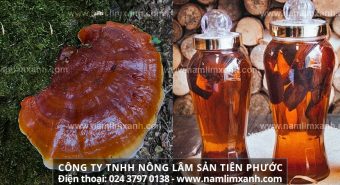 Nấm lim ngâm rượu có tác dụng gì và cách ngâm rượu nấm lim đúng