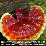 Tác hại của nấm lim từ nấm lim xanh giả trồng hóa chất Trung Quốc