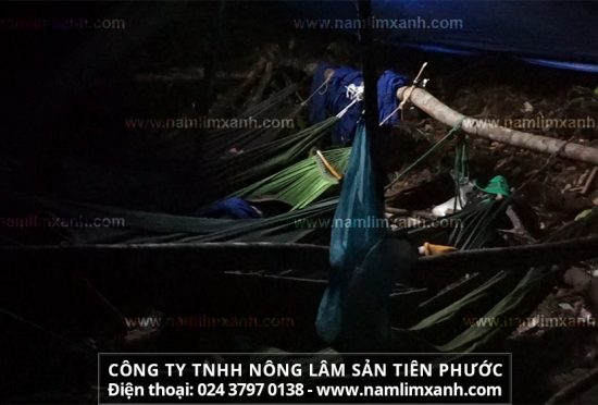 Cây nấm lim xanh rừng là thảo dược giúp ngăn ngừa nhiều căn bệnh nguy hiểm