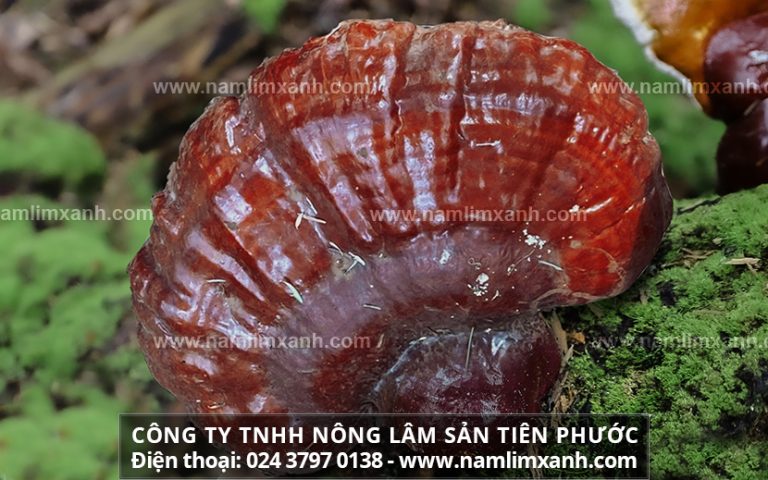 Mua nấm lim xanh ở đâu Đồng Tháp và cách bảo quản nấm lim xanh