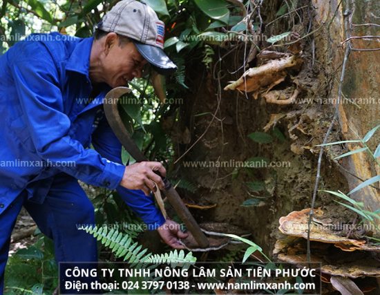 Nấm lim xanh có tác dụng bổ sung các dưỡng chất giúp cơ thể khỏe mạnh