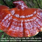 Bán nấm lim xanh ở Cà Mau giá và tác dụng của nấm lim Nông Lâm