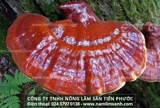 Bán nấm lim xanh ở Cà Mau giá và tác dụng của nấm lim Nông Lâm