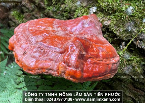 Mua bán nấm lim xanh ở Kon Tum và tác dụng nấm lim rừng trị ung thư