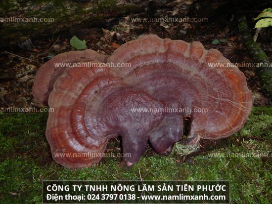 Mua nấm lim xanh ở An Giang chữa bệnh ung thư và giá 1kg nấm lim