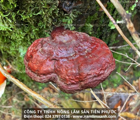 Mua nấm lim xanh ở đâu tại Tuyên Quang giá 1kg nấm lim rừng loại 1